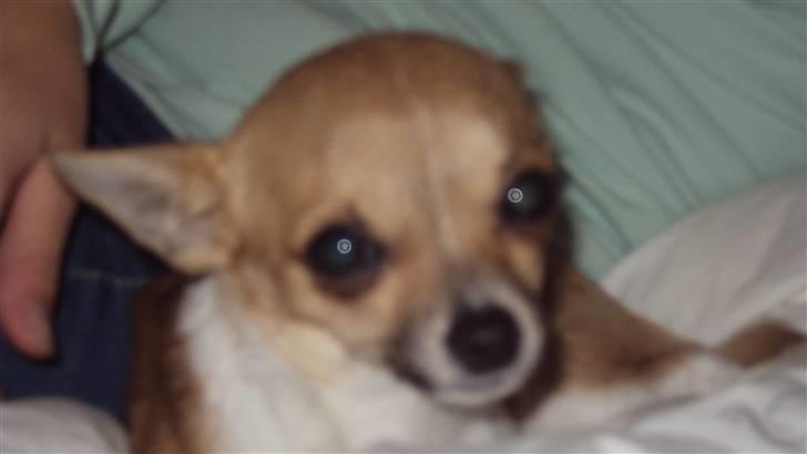 Chihuahua Amanda  billede 7