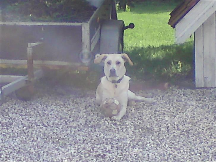 Blanding af racer Bella - Her ligger Bella i vores indkørsel og nyder solen..  billede 11