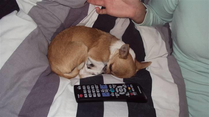 Chihuahua Amanda  billede 8