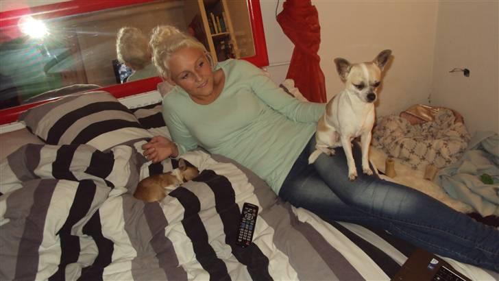 Chihuahua Amanda  billede 9