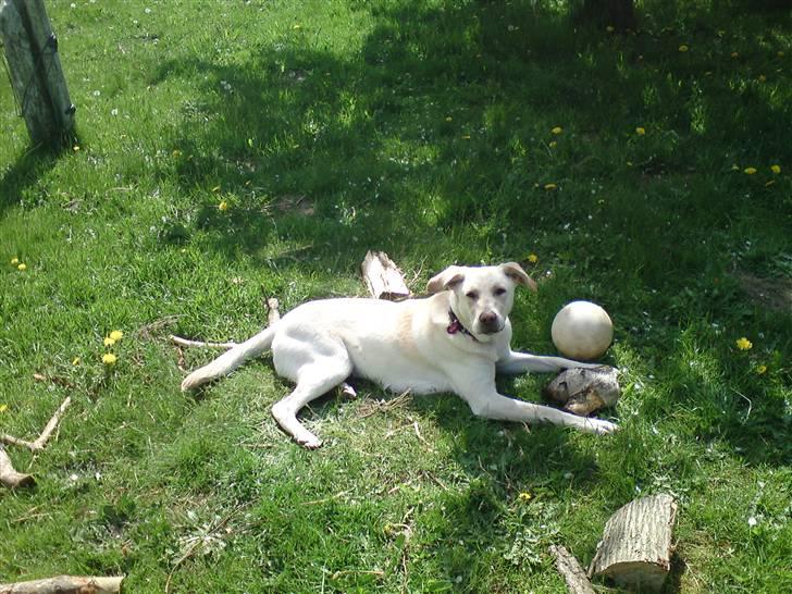 Blanding af racer Bella - Ligger i solen og nyder livet med en god pind.. billede 12