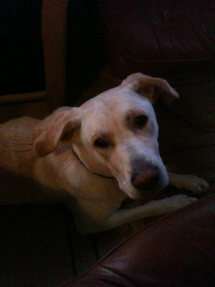 Blanding af racer Bella - Lidt fotogen..c",)... billede 13