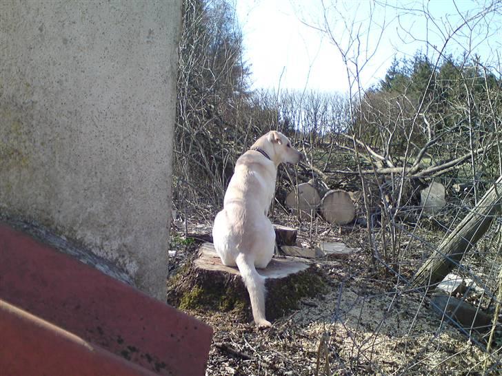 Blanding af racer Bella - Bella sidder pænt og kigger på alt træet, som hun gerne vil lege med... :) billede 14