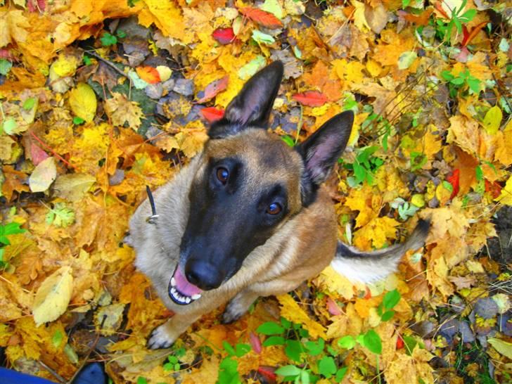 Malinois Isell's Xiff billede 17