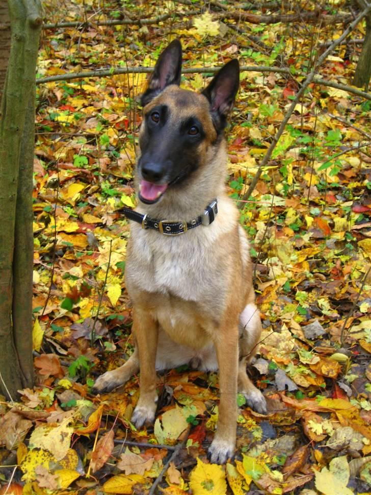Malinois Isell's Xiff billede 18