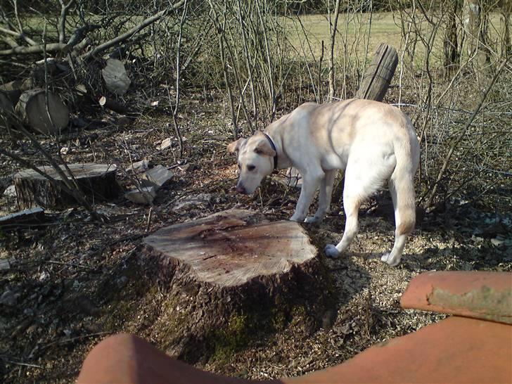 Blanding af racer Bella billede 15