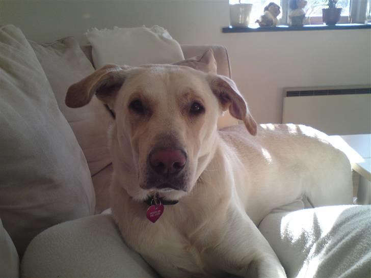 Blanding af racer Bella - Bella slapper lidt af på sofaen, med mor... Syntes jo ikke selv hun er en stor hund..c",).. billede 16