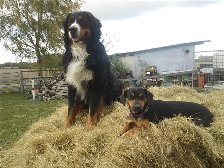 Blanding af racer Tilde - Tilde og Boss med i stalden. kongen og dronningen af hø ballen :) billede 7