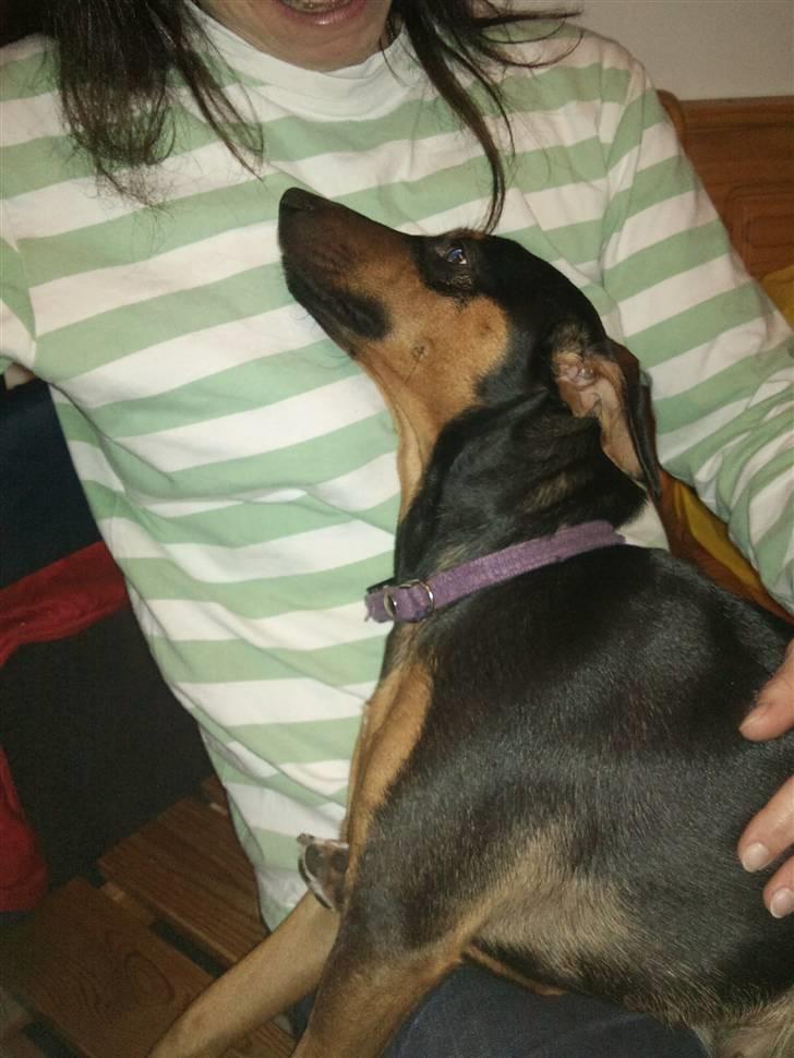 Blanding af racer Tilde - Putte-gris billede 8