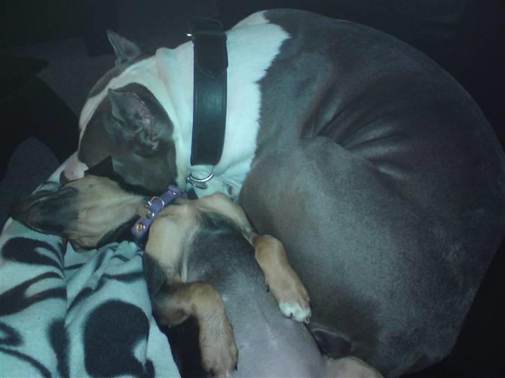 Blanding af racer Tilde - Man er vel magelig :D billede 9