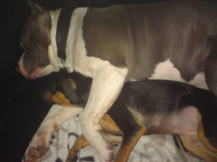 Blanding af racer Tilde - Godnat og sov godt billede 11