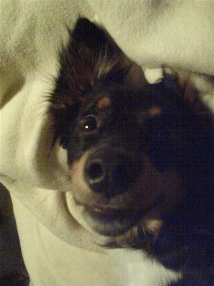 Blanding af racer Taico R.I.P. billede 9