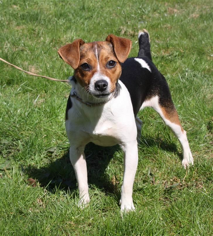 Dansk svensk gaardhund Ormonda billede 1