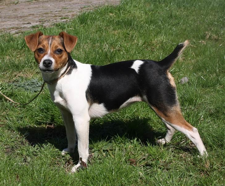 Dansk svensk gaardhund Ormonda billede 2