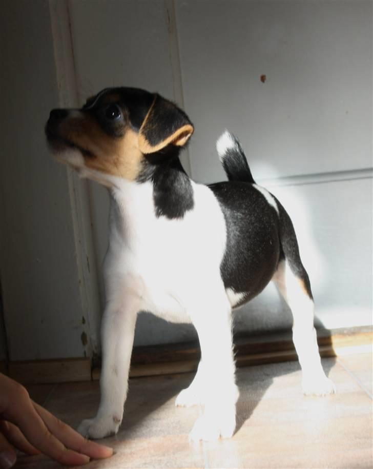 Dansk svensk gaardhund Ormonda billede 3