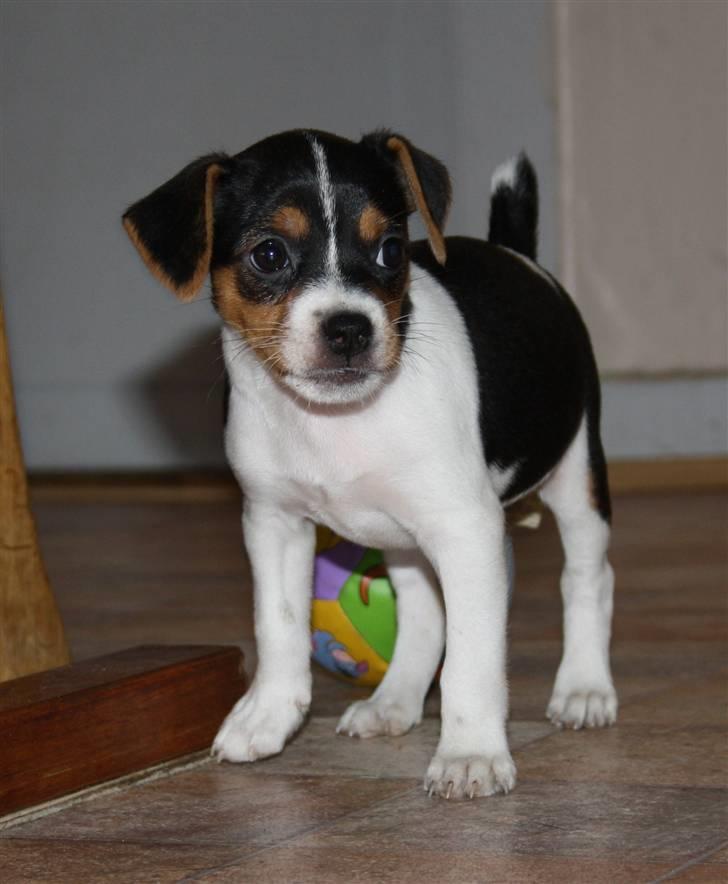 Dansk svensk gaardhund Ormonda billede 4