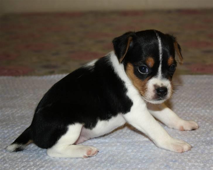 Dansk svensk gaardhund Ormonda billede 5