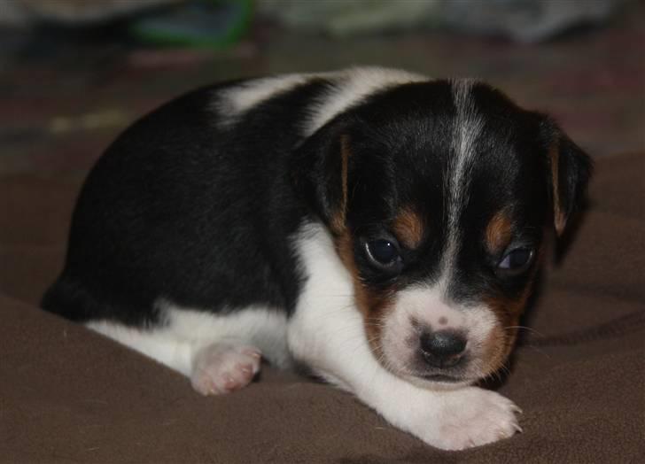 Dansk svensk gaardhund Ormonda billede 6