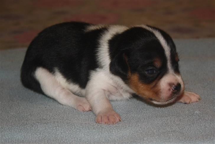 Dansk svensk gaardhund Ormonda billede 7