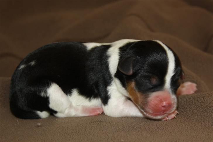 Dansk svensk gaardhund Ormonda billede 8