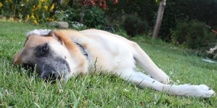 Blanding af racer | Balder den første - Hva så fæsser?!:D billede 12