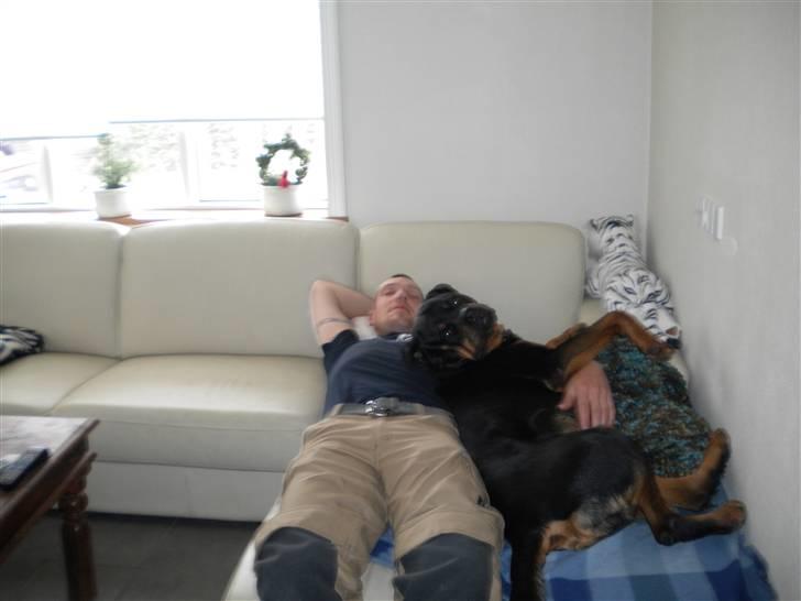Rottweiler Kenzo - Eftermiddags hygge...! billede 1
