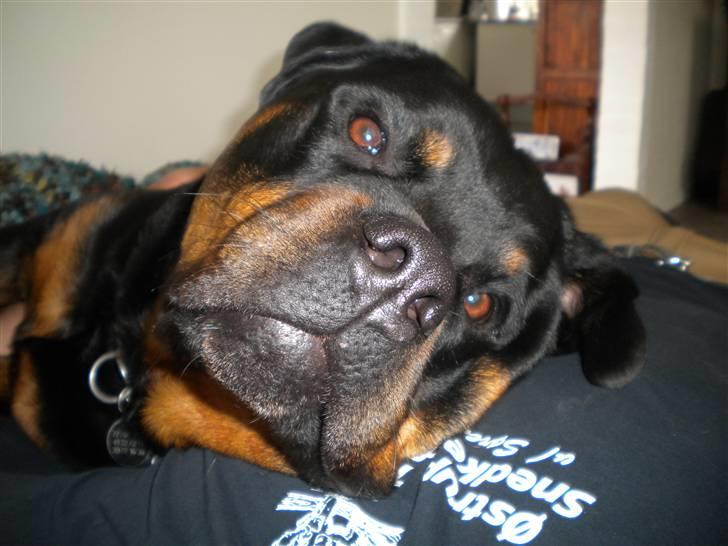 Rottweiler Kenzo - relaxeeeeeee billede 3