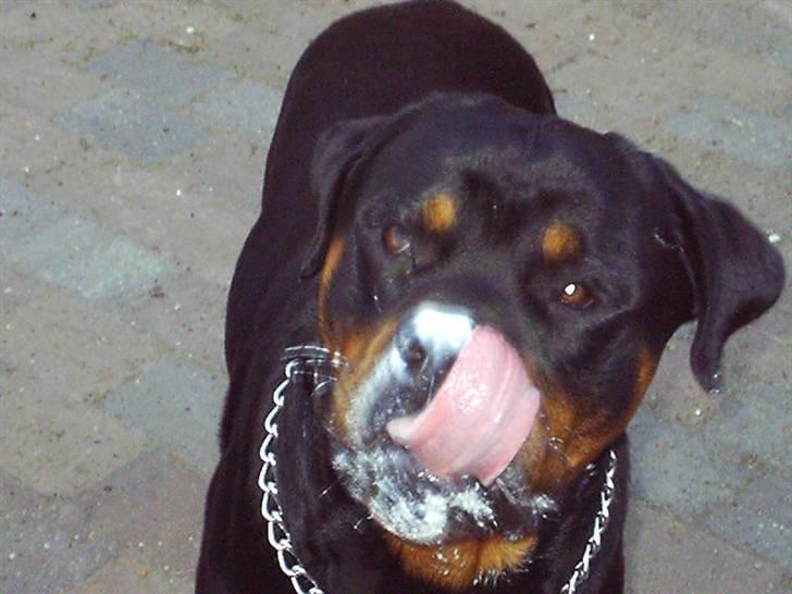 Rottweiler Kenzo - mors kartoffelsalat den er nu ok.. billede 4