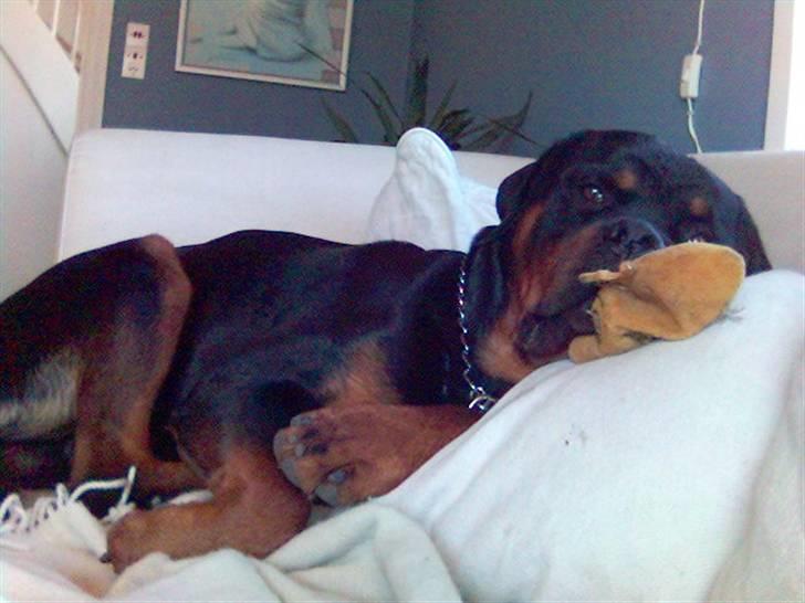 Rottweiler Kenzo - sshhhhhh billede 5