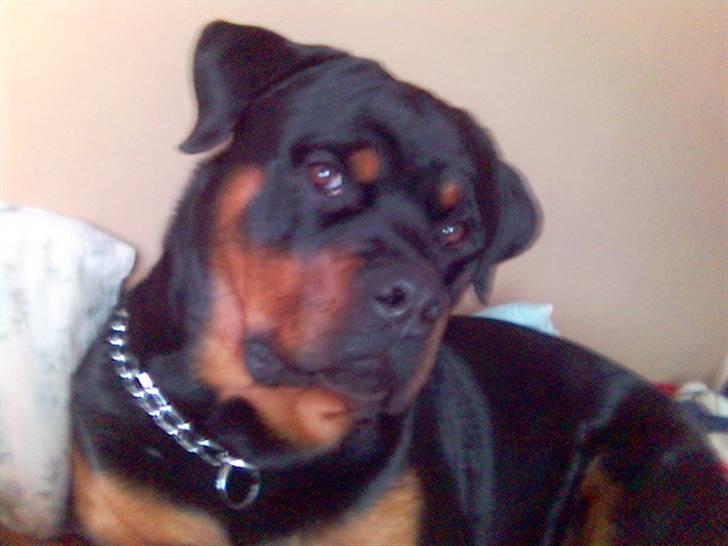 Rottweiler Kenzo - lækker .... Tror jeg nok...! billede 6