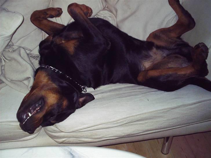 Rottweiler Kenzo - hvis du ligger det på nettet så svare jeg ikke for følgerne billede 7