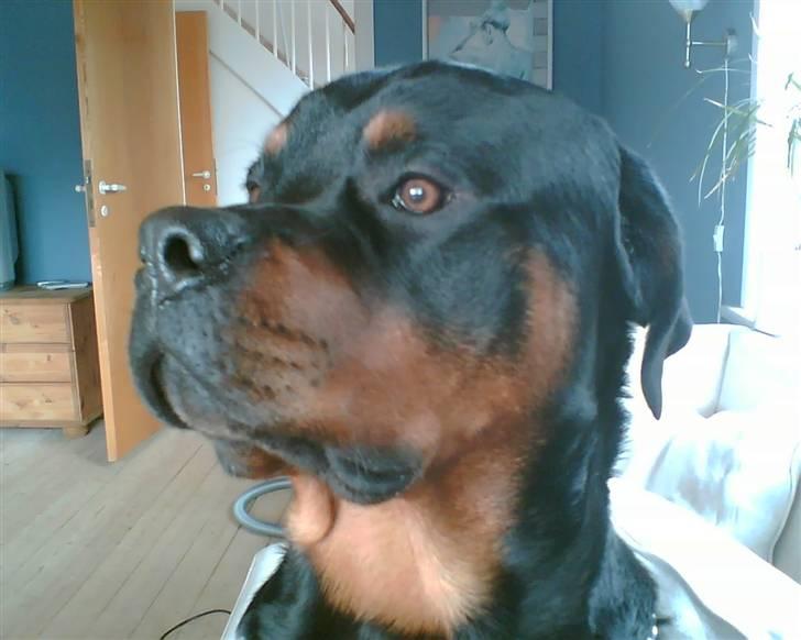 Rottweiler Kenzo - der kom da lige en hjemmeis bil billede 8