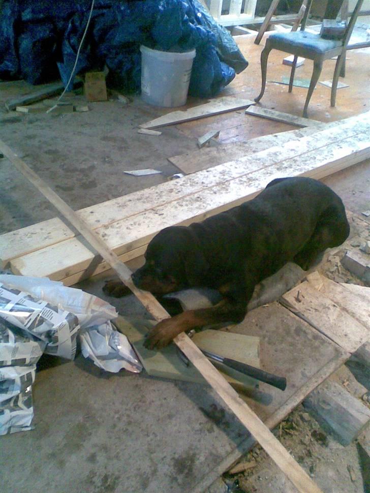 Rottweiler Kenzo - ombygning super.... billede 9