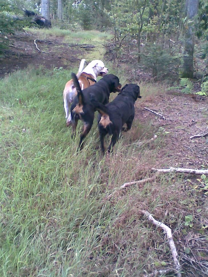 Rottweiler Kenzo - i skoven med alle røvhullerne billede 10