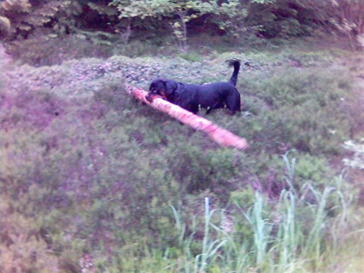 Rottweiler Kenzo - et stk kæp coming up billede 11