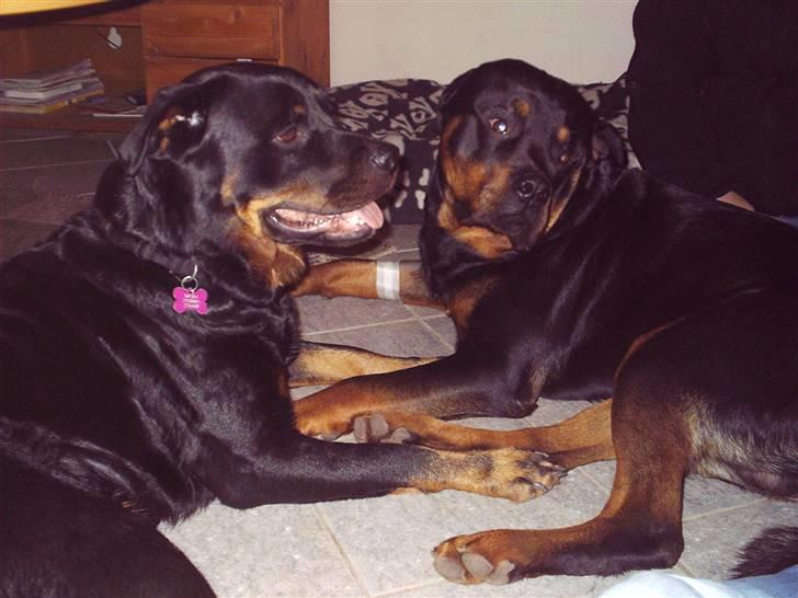 Rottweiler Kenzo - kenzo og frue billede 12
