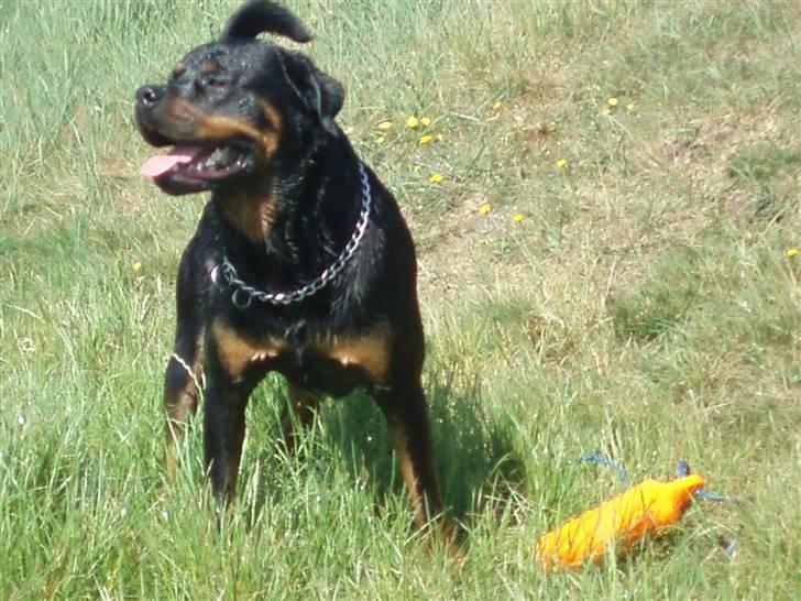 Rottweiler Kenzo - david hasselhoff go home... ! billede 13
