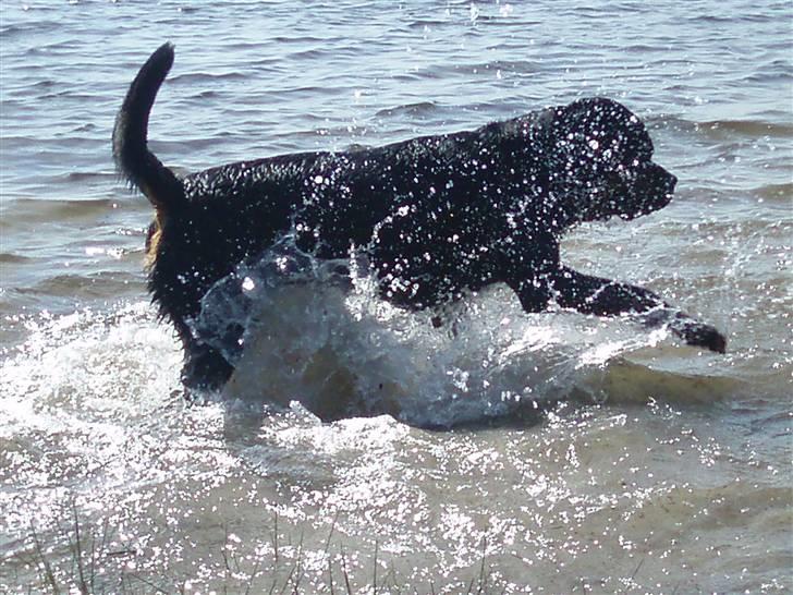 Rottweiler Kenzo - kom nu Svea svøm for faen... billede 14