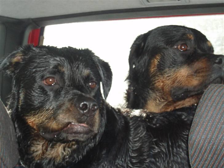 Rottweiler Kenzo - vi er altså lige kørt forbi den macdonnals... søster lagkage...! billede 15