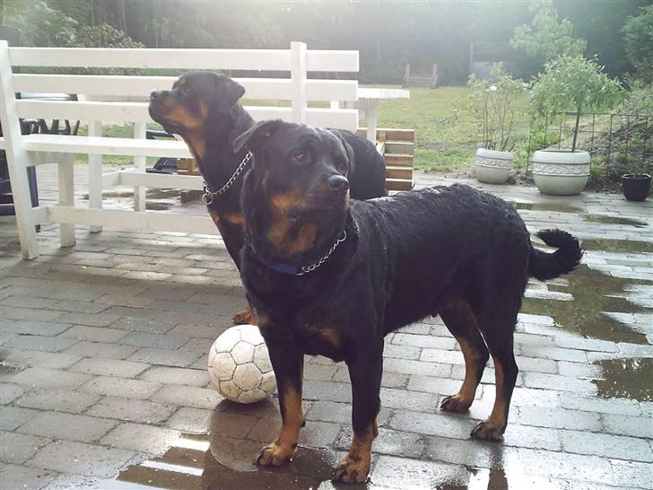 Rottweiler Kenzo - ????????????? billede 16