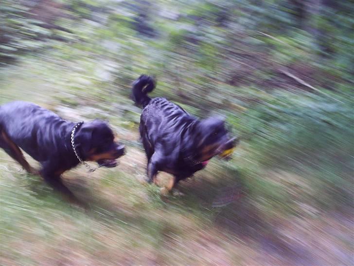 Rottweiler Kenzo - kom nu tykke...! billede 17