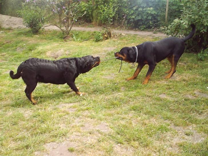 Rottweiler Kenzo billede 18