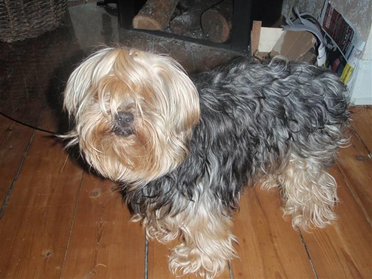 Yorkshire terrier Buster (Delehund) - her er jeg så billede 1