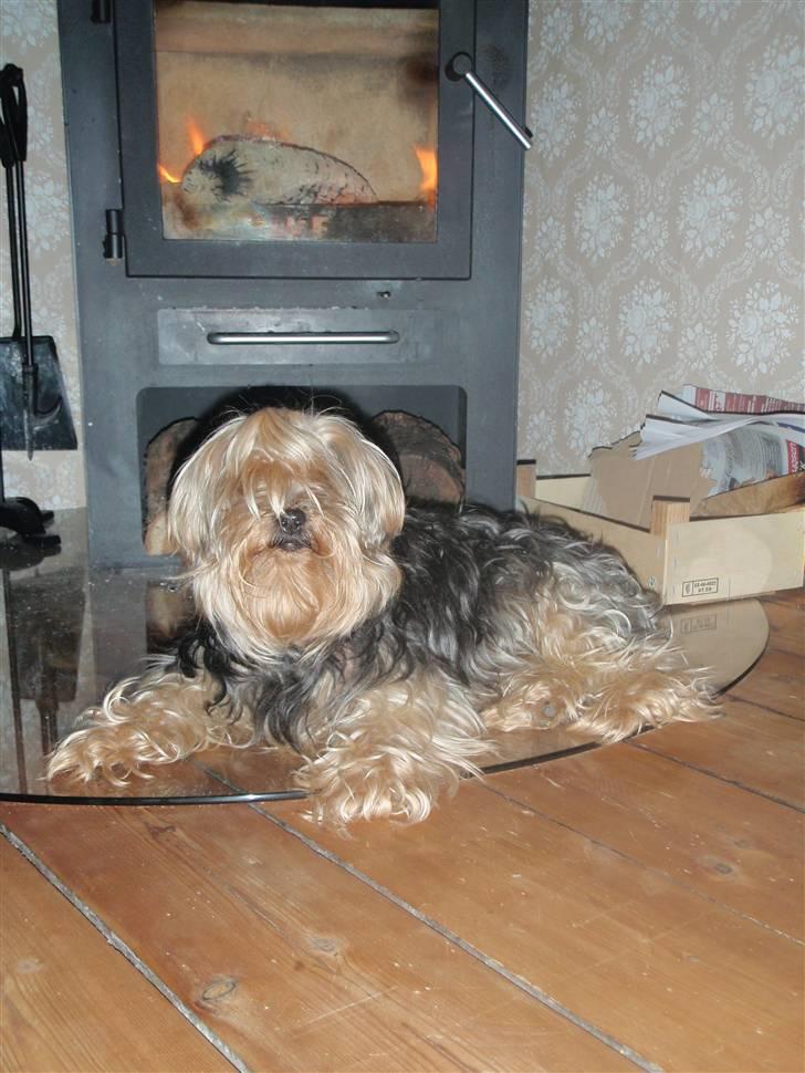 Yorkshire terrier Buster (Delehund) - Mmmm det er dejligt og ligge foran brændeovnen :) billede 2