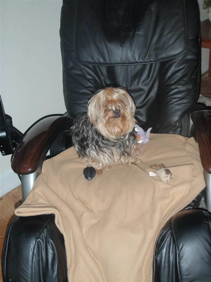 Yorkshire terrier Buster (Delehund) - Han har sin egen ´´massage´´ stol i stuen ;D billede 3