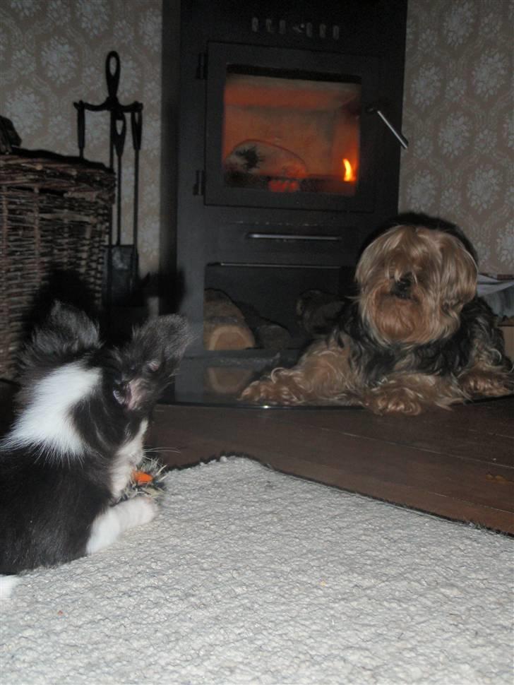 Yorkshire terrier Buster (Delehund) - her ligger han lige og kigger efter hvad Coco laver billede 4