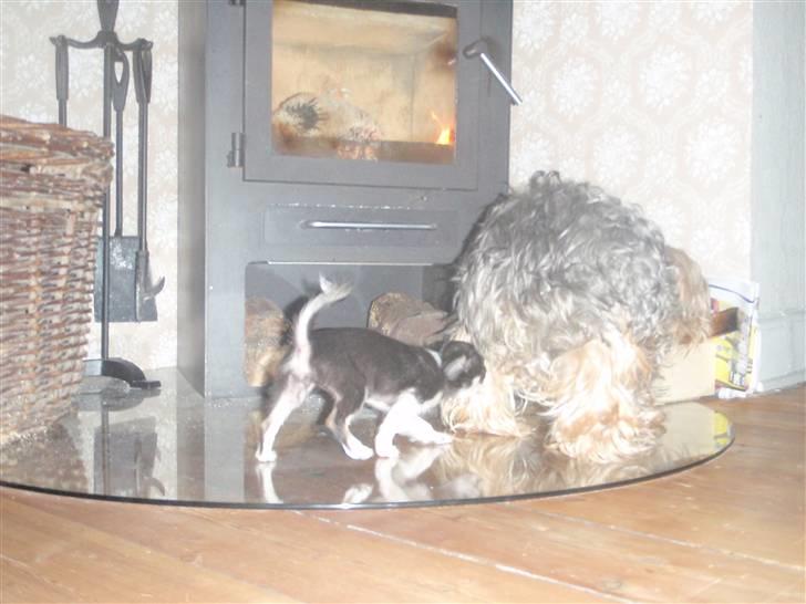 Yorkshire terrier Buster (Delehund) - Mig og Coco , skal lige se hende an, hun er lidt for vild til mig endnu ;D billede 5