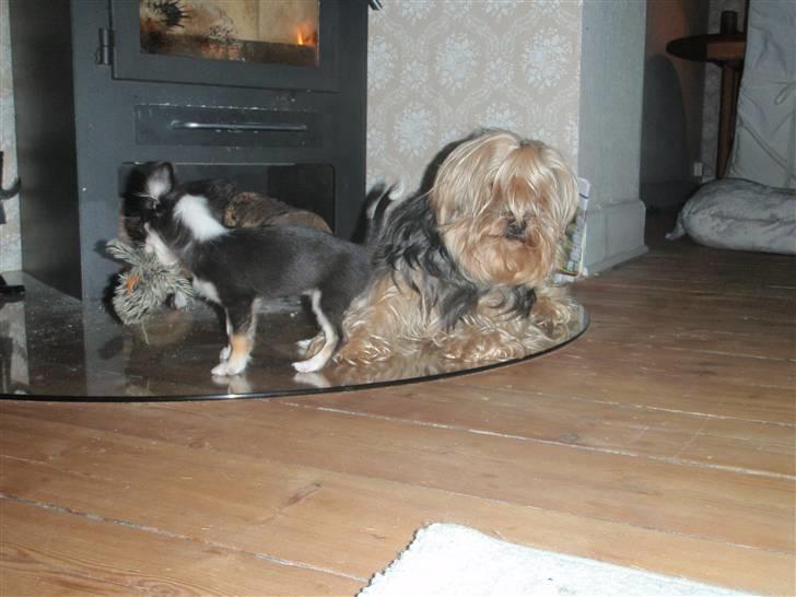 Yorkshire terrier Buster (Delehund) - Mig og Coco, du kommer lidt tæt på nu synes jeg .. billede 6