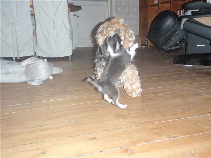 Yorkshire terrier Buster (Delehund) - iiiih det er ikke sjovt at du skal hoppe op i mit hovede hele tiden .... billede 7