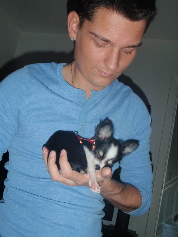 Chihuahua Coco Casanova - det er dejligt og ligge i fars hånd og putte :) billede 8